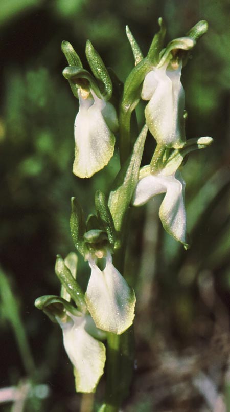 Anacamptis collina \ Hügel-Knabenkraut / Fan-Lipped Orchid (Farbvariante / Color-Variant), Zypern/Cyprus,  Nata 14.2.2002 (Photo: Jan & Liesbeth Essink)