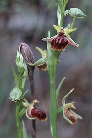 Ophrys alasiatica \ Alasia-Ragwurz / Alasia Bee Orchid, Zypern/Cyprus,  Kato Dhrys 2.3.1997 