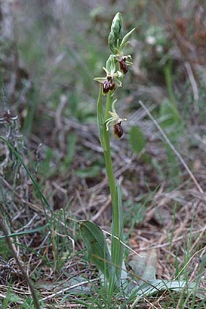 Ophrys alasiatica \ Alasia-Ragwurz / Alasia Bee Orchid, Zypern/Cyprus,  Phasoula 3.3.1997 