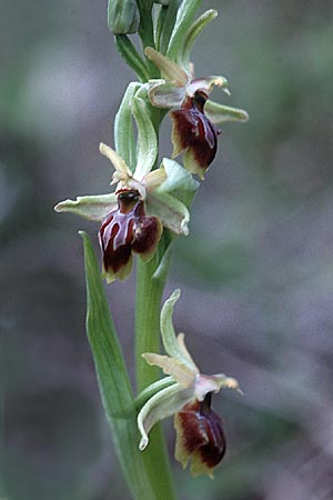 Ophrys alasiatica \ Alasia-Ragwurz / Alasia Bee Orchid, Zypern/Cyprus,  Phasoula 3.3.1997 