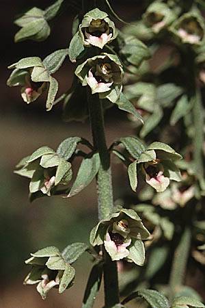 Epipactis condensata \ Dichtblütige Ständelwurz, Zypern,  Troodos 1.7.1999 