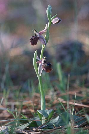 Ophrys elegans \ Zierliche Ragwurz / Elegant Bee Orchid, Zypern/Cyprus,  Peyia 1.3.1997 