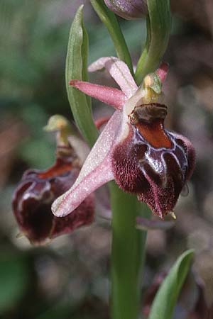 Ophrys elegans \ Zierliche Ragwurz, Zypern,  Peyia 1.3.1997 