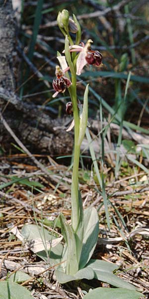 Ophrys elegans \ Zierliche Ragwurz / Elegant Bee Orchid, Zypern/Cyprus,  Peyia 1.3.1997 