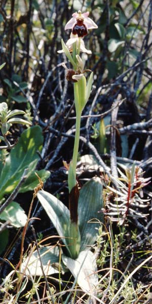 Ophrys elegans \ Zierliche Ragwurz / Elegant Bee Orchid, Zypern/Cyprus,  Akrotiri 3.3.1997 