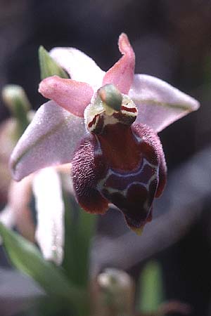 Ophrys elegans \ Zierliche Ragwurz / Elegant Bee Orchid, Zypern/Cyprus,  Akrotiri 3.3.1997 