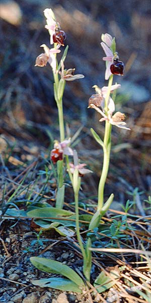 Ophrys elegans \ Zierliche Ragwurz / Elegant Bee Orchid, Zypern/Cyprus,  Neo Chorio 4.3.1997 