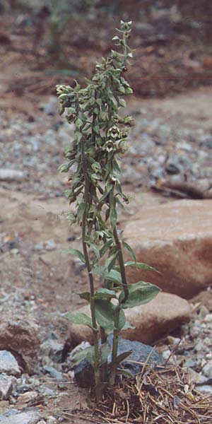 Epipactis condensata \ Dichtblütige Ständelwurz / Eastern Violet Helleborine, Zypern/Cyprus,  Troodos 25.6.1999 