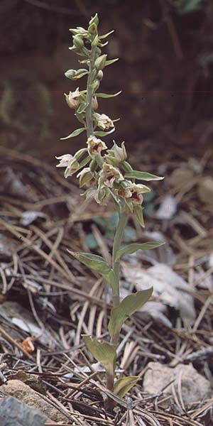 Epipactis condensata \ Dichtblütige Ständelwurz, Zypern,  Troodos, Mt. Olympos 26.6.1999 