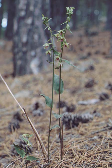 Epipactis troodi \ Troodos-Ständelwurz, Zypern,  Troodos 1.7.1999 