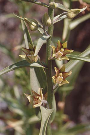 Epipactis veratrifolia subsp. oaseana \ Germerblättrige Ständelwurz / Scarce Marsh Helleborine, Zypern/Cyprus,  Episkopi 2.3.1997 