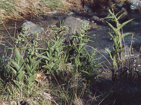 Epipactis veratrifolia subsp. veratrifolia \ Germerblättrige Ständelwurz, Zypern,  Troodos 27.6.1999 