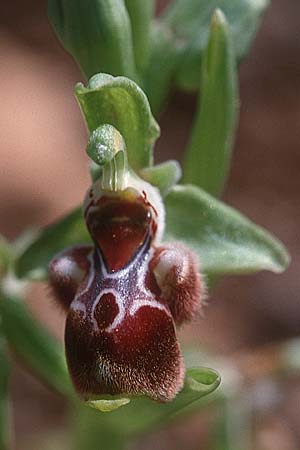 Ophrys flavomarginata \ Gelbrandige Ragwurz / Yellow-Edge Bee Orchid, Zypern/Cyprus,  Akamas 1.3.1997 