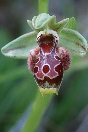 Ophrys flavomarginata \ Gelbrandige Ragwurz / Yellow-Edge Bee Orchid, Zypern/Cyprus,  Akamas 1.3.1997 