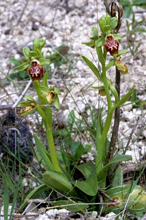 Ophrys flavomarginata \ Gelbrandige Ragwurz, Zypern,  Akrotiri 2.3.1997 