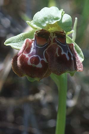 Ophrys flavomarginata \ Gelbrandige Ragwurz (Doppelblüte), Zypern,  Agios Giorgios 5.3.1997 