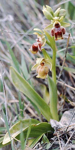 Ophrys flavomarginata \ Gelbrandige Ragwurz / Yellow-Edge Bee Orchid, Zypern/Cyprus,  Akrotiri 2.3.1997 