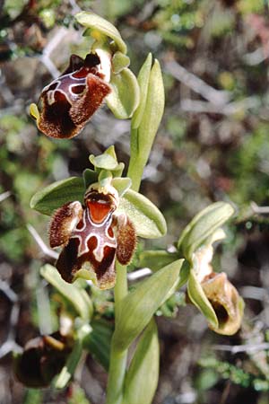 Ophrys flavomarginata \ Gelbrandige Ragwurz / Yellow-Edge Bee Orchid, Zypern/Cyprus,  Limassol 5.3.1997 
