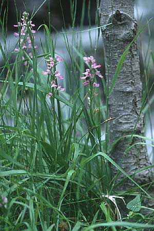 Dactylorhiza iberica \ Georgische Fingerwurz, Georgisches Knabenkraut / Georgian Orchid, Zypern/Cyprus,  Troodos 25.6.1999 