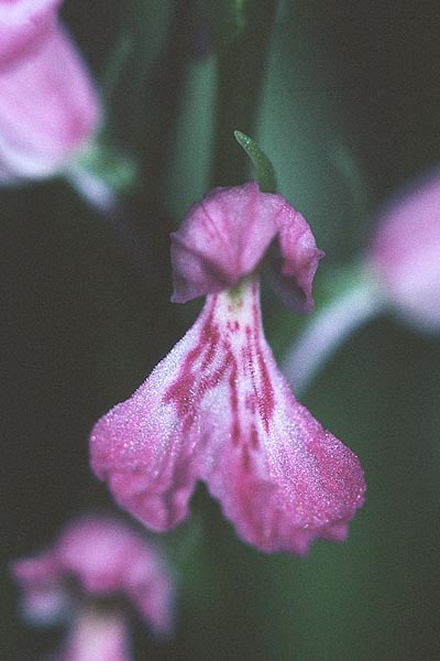 Dactylorhiza iberica \ Georgische Fingerwurz, Georgisches Knabenkraut, Zypern,  Troodos 25.6.1999 