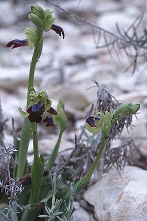 Ophrys iricolor / Rainbow Bee Orchid, Cyprus,  Kato Dhrys 2.3.1997 