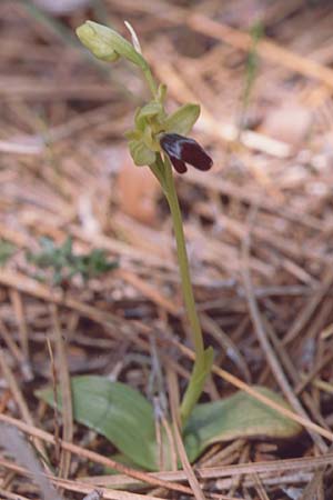 Ophrys israelitica \ Israelische Ragwurz, Zypern,  Akamas 1.3.1997 