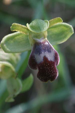 Ophrys israelitica \ Israelische Ragwurz, Zypern,  Akamas 1.3.1997 