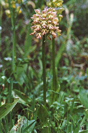 Orchis italica x punctulata, Zypern/Cyprus,  Tochni 10.3.2002 (Photo: Jan & Liesbeth Essink)