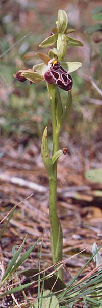 Ophrys kotschyi \ Kotschys Ragwurz / Cyprus Bee Orchid, Zypern/Cyprus,  Akrotiri 3.3.1997 