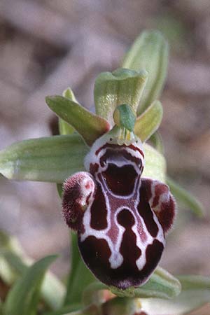 Ophrys kotschyi \ Kotschys Ragwurz / Cyprus Bee Orchid, Zypern/Cyprus,  Akrotiri 3.3.1997 