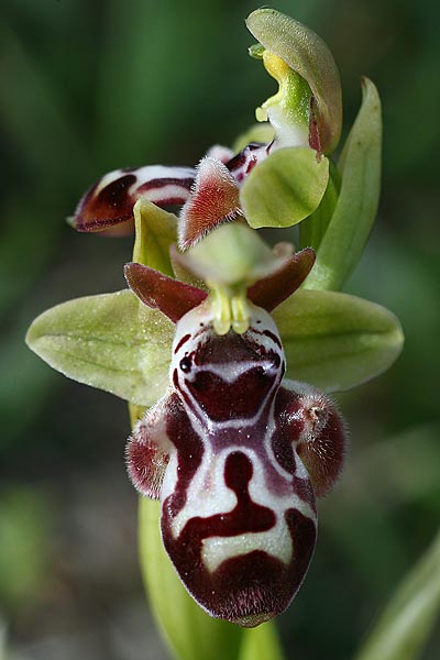 Ophrys kotschyi x orientalis, Zypern/Cyprus,  Akrotiri 5.3.2014 (Photo: Helmut Presser)