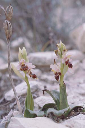 Ophrys lapethica \ Lapethos-Ragwurz / Lapethos Bee Orchid, Zypern/Cyprus,  Kato Dhrys 2.3.1997 