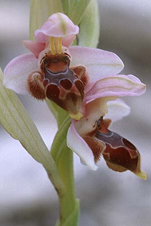 Ophrys lapethica \ Lapethos-Ragwurz / Lapethos Bee Orchid, Zypern/Cyprus,  Kato Dhrys 2.3.1997 