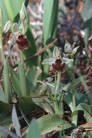 Ophrys levantina \ Levantinische Ragwurz / Levant Ophrys, Zypern/Cyprus,  Peyia 1.3.1997 