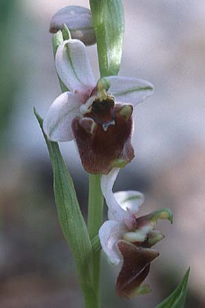 Ophrys levantina / Levant Ophrys, Cyprus,  Peyia 1.3.1997 