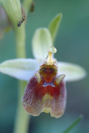 Ophrys levantina / Levant Ophrys, Cyprus,  Neo Chorio 1.3.1997 