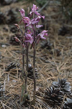 Limodorum abortivum \ Violetter Dingel / Violet Limodore, Zypern/Cyprus,  Troodos 26.6.1999 