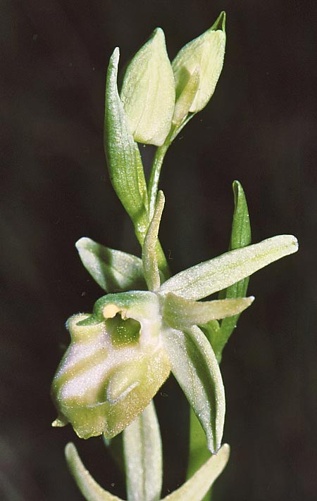 Ophrys mammosa farbvariante_color-variant \ Busen-Ragwurz, Zypern,  Souni 11.3.2002 (Photo: Jan & Liesbeth Essink)
