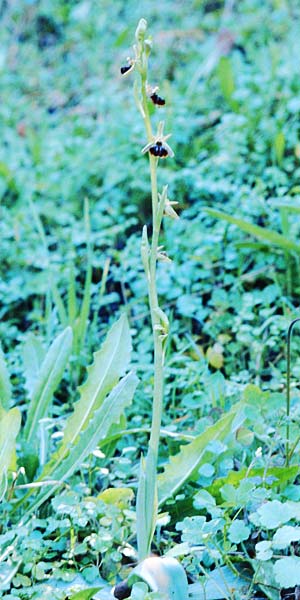 Ophrys morio \ Narrenkappen-Ragwurz / Fool's-Cap Bee Orchid, Zypern/Cyprus,  Moni Neophytos 4.3.1997 