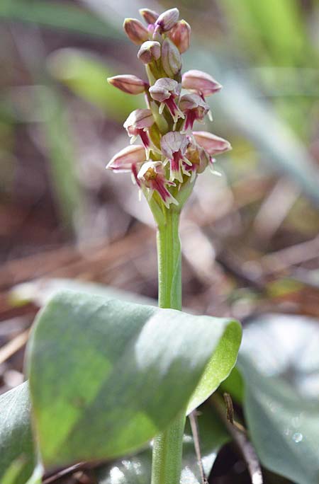 Neotinea maculata \ Keuschorchis / Dense-flowered Orchid, Zypern/Cyprus,  Akamas 10.3.2017 (Photo: Christian Schlomann)