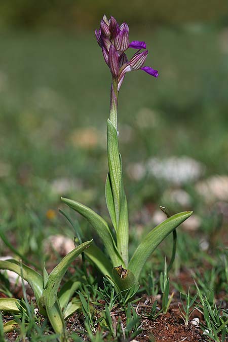 Anacamptis papilionacea subsp. schirwanica \ Kaspisches Schmetterlings-Knabenkraut, Zypern,  Kato Lefkara 7.3.2014 (Photo: Helmut Presser)