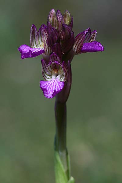 Anacamptis papilionacea subsp. schirwanica \ Kaspisches Schmetterlings-Knabenkraut / Caspian Butterfly Orchid, Zypern/Cyprus,  Kato Lefkara 7.3.2014 (Photo: Helmut Presser)