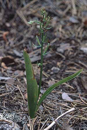 Platanthera holmboei \ Holmboes Waldhyazinthe / Holmboe's Butterfly Orchid, Zypern/Cyprus,  Troodos, Mt. Olympos 26.6.1999 