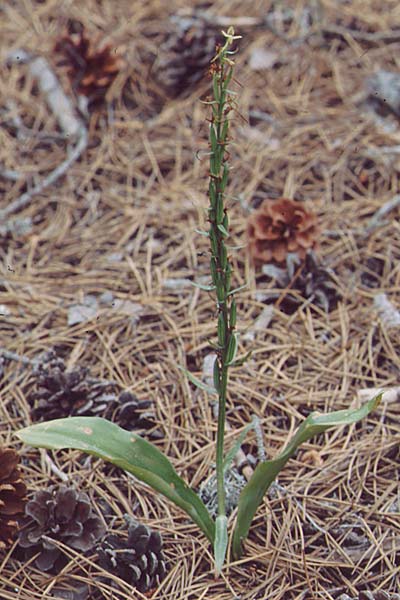 Platanthera holmboei \ Holmboes Waldhyazinthe, Zypern,  Troodos 25.6.1999 