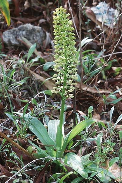 Orchis punctulata \ Punktiertes Knabenkraut / Punctate Orchid, Zypern/Cyprus,  Episkopi 3.3.1997 