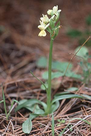 Dactylorhiza romana \ Römische Fingerwurz, Zypern,  Akamas 3.3.1997 