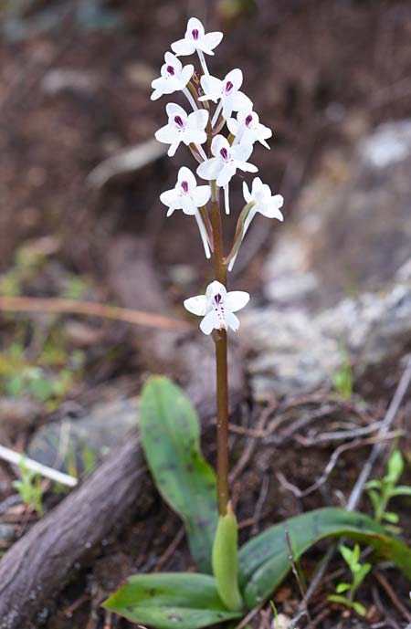 Orchis sezikiana \ Seziks Knabenkraut, Zypern,  Akamas 10.3.2017 (Photo: Christian Schlomann)