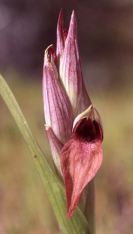 Serapias levantina \ Levante-Zungenständel / Levant Serapias, Zypern/Cyprus,  Hala Sultan Tekkesi 3.3.2006 (Photo: Helmut Presser)