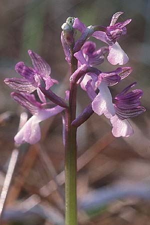 Anacamptis morio subsp. syriaca \ Syrisches Knabenkraut / Syrian Orchid, Zypern/Cyprus,  Peyia 1.3.1997 