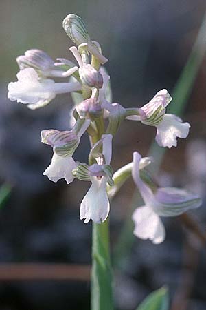 Anacamptis morio subsp. syriaca \ Syrisches Knabenkraut (Farbvariante), Zypern,  Peyia 1.3.1997 